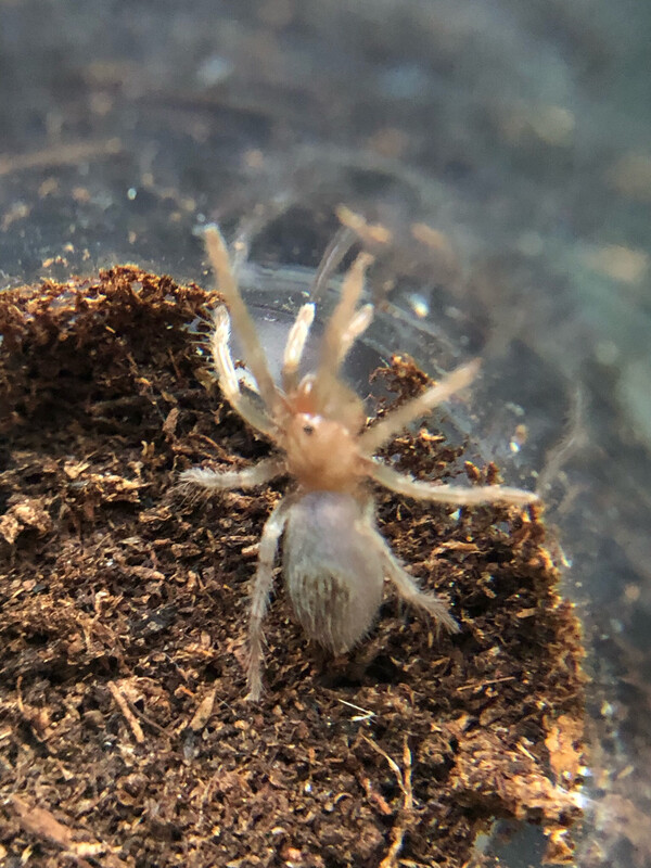 Thrixopelma pruriens (2cm KL)