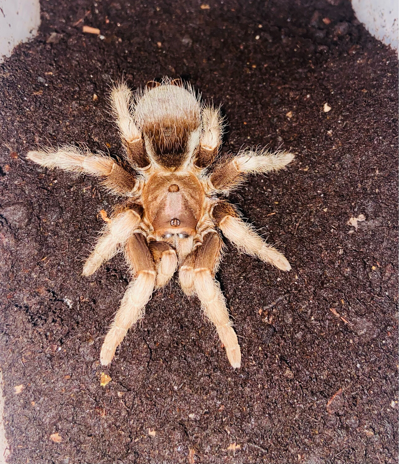 Sphaerobothria hoffmanni (adult)