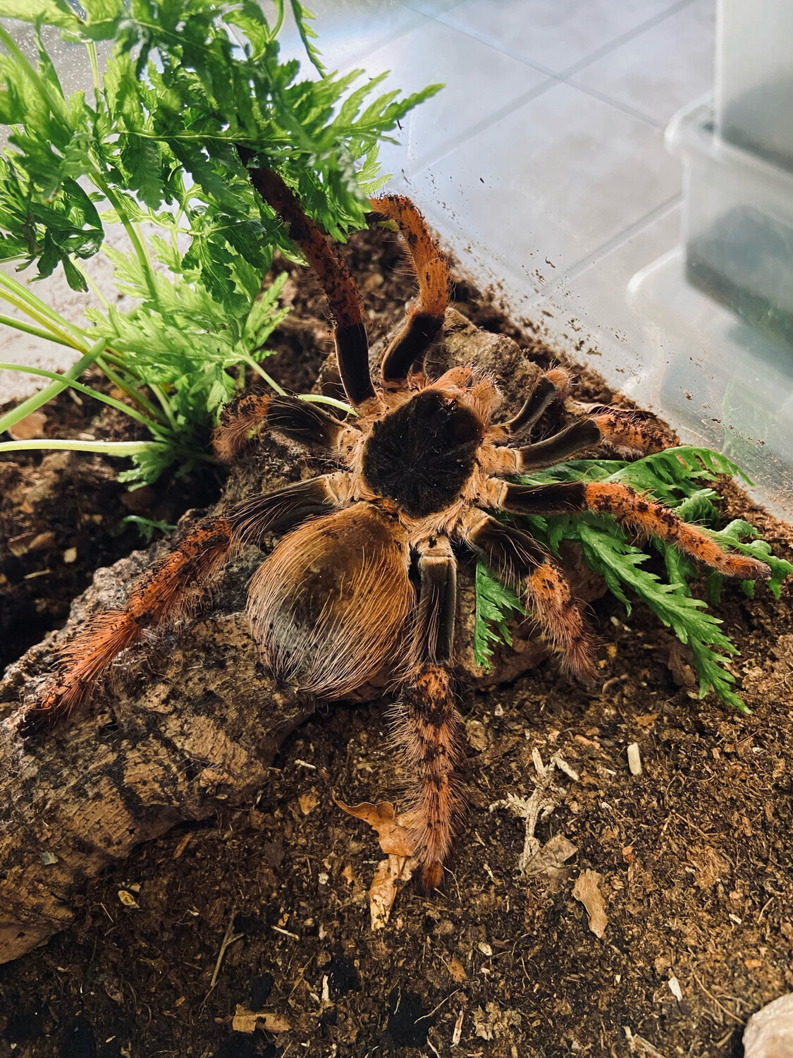 Megaphobema robustum (3,5cm KL)