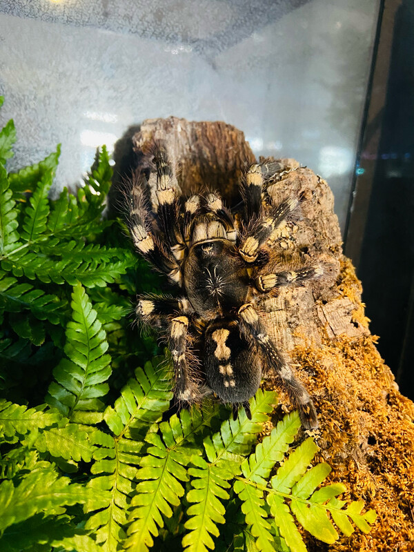 Poecilotheria subfusca (highland 6cm KL) [ab dem 13.09.2025]