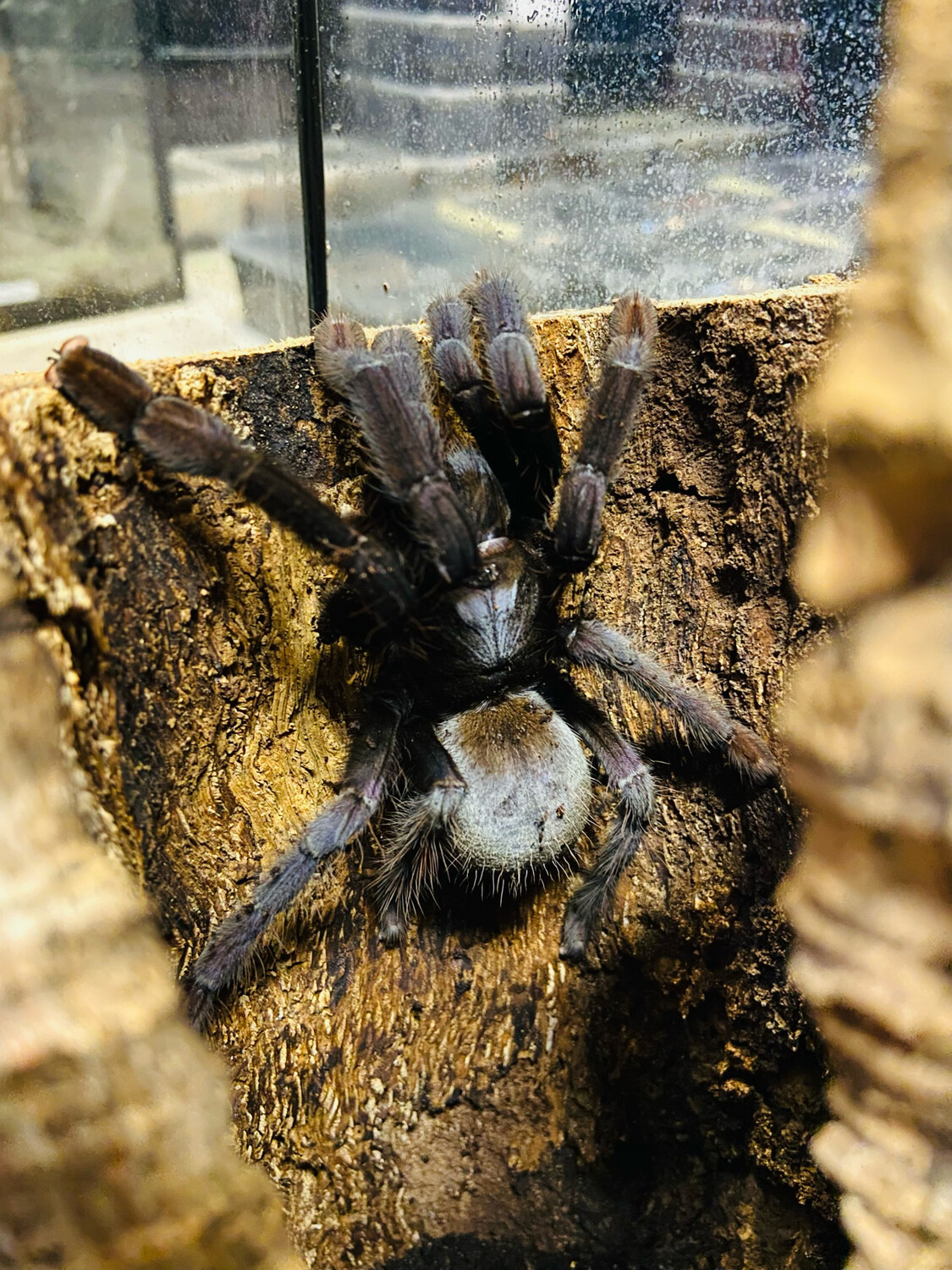 Lampropelma sp. Borneo Black (adult)