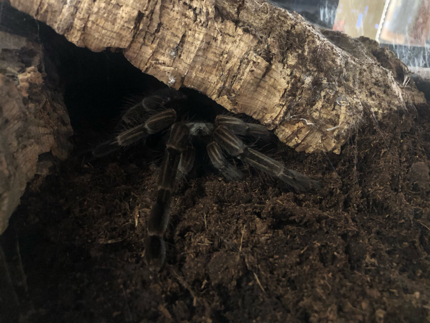 Pamphobeteus sp. machala (adult)