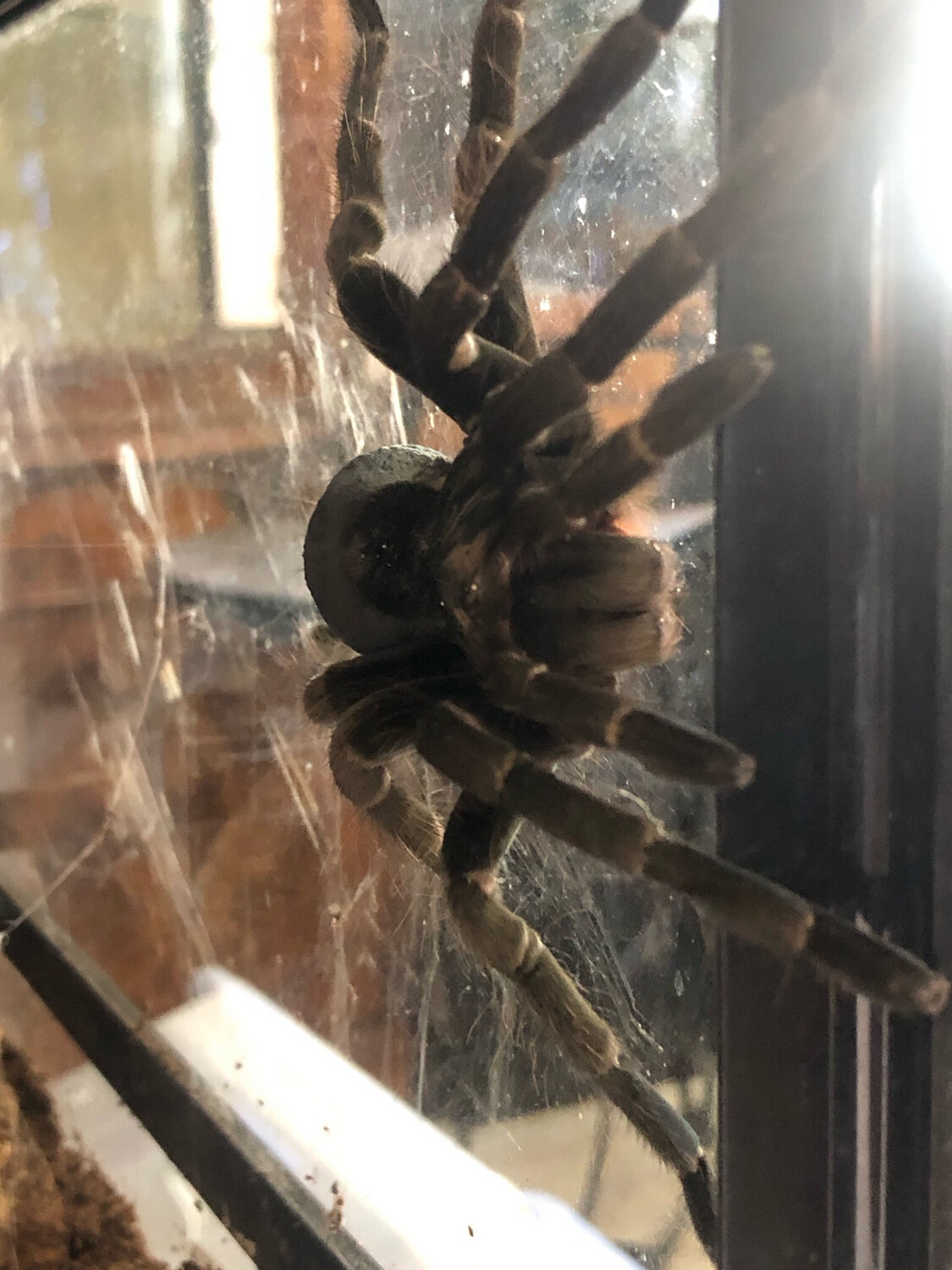 Pamphobeteus fortis (adult)
