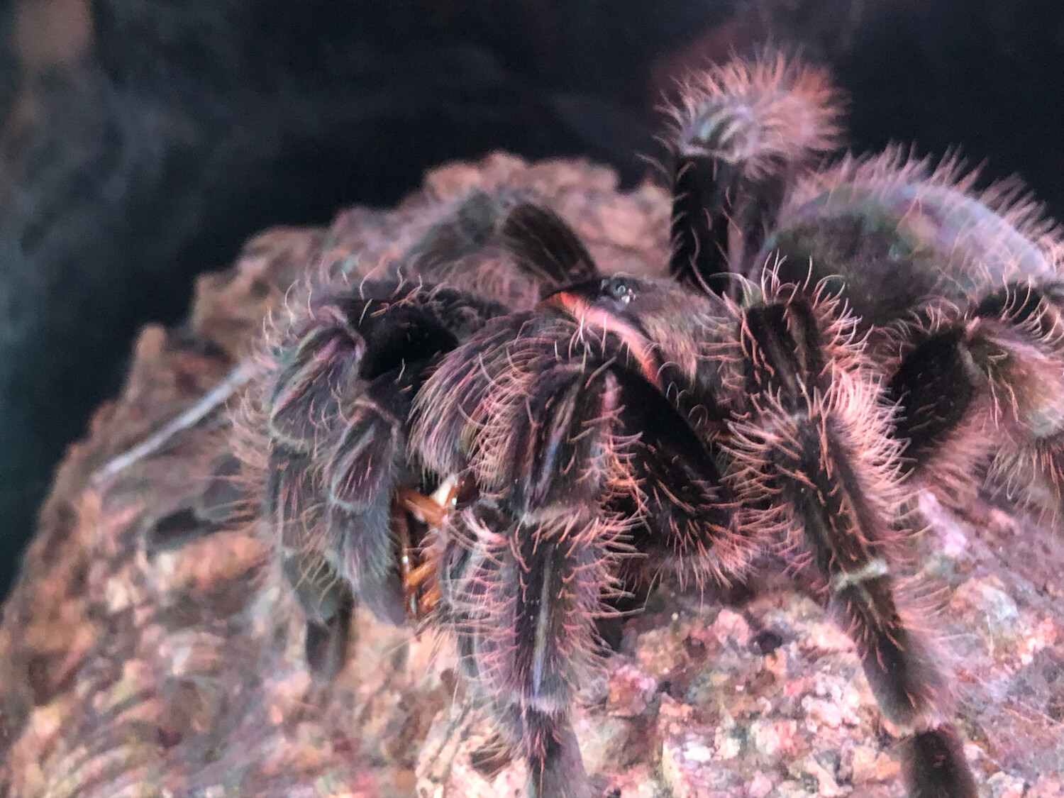 Tliltocatl albopilosum (7cm KL)