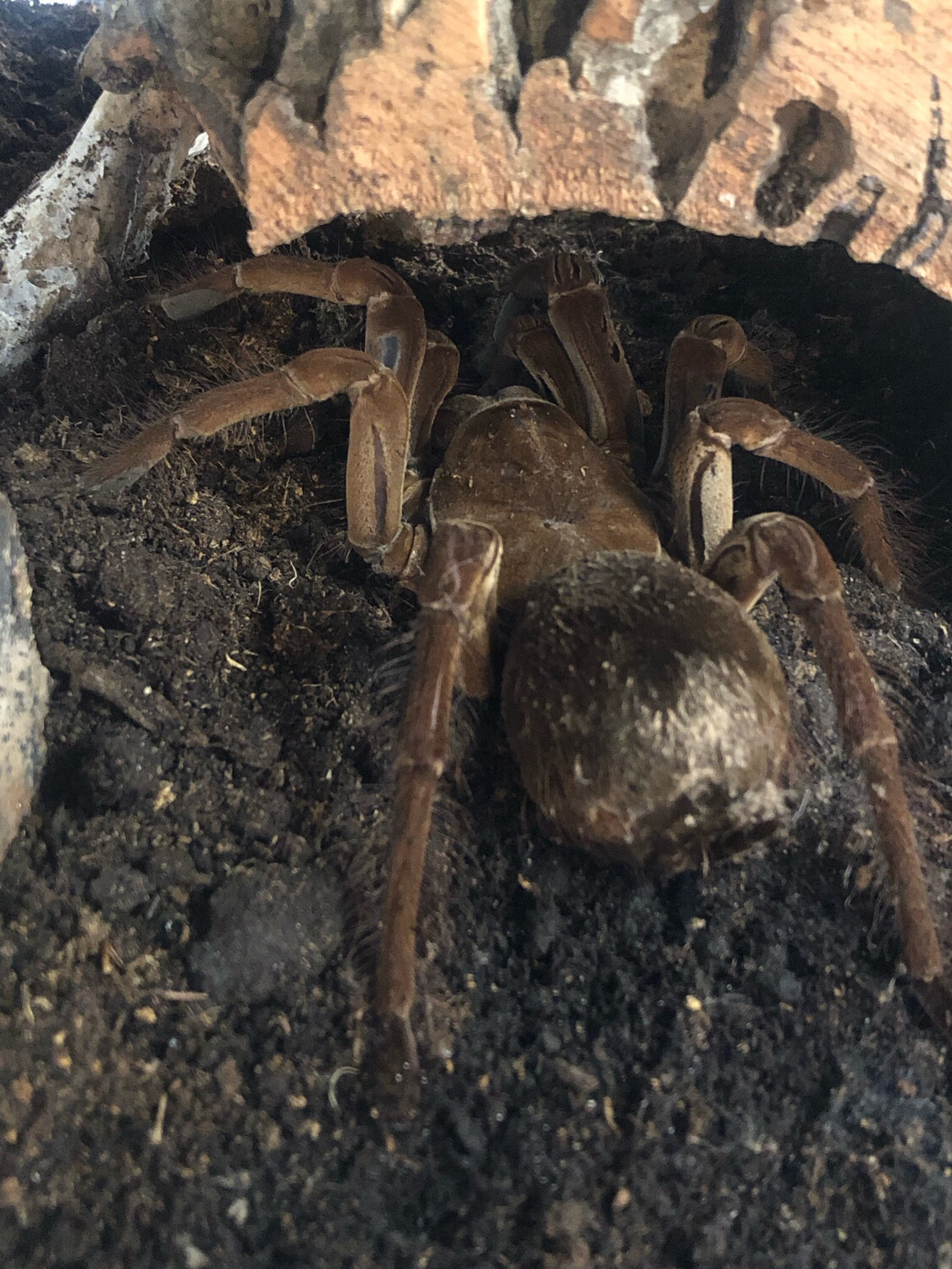 Theraphosa Stirmi (adult)