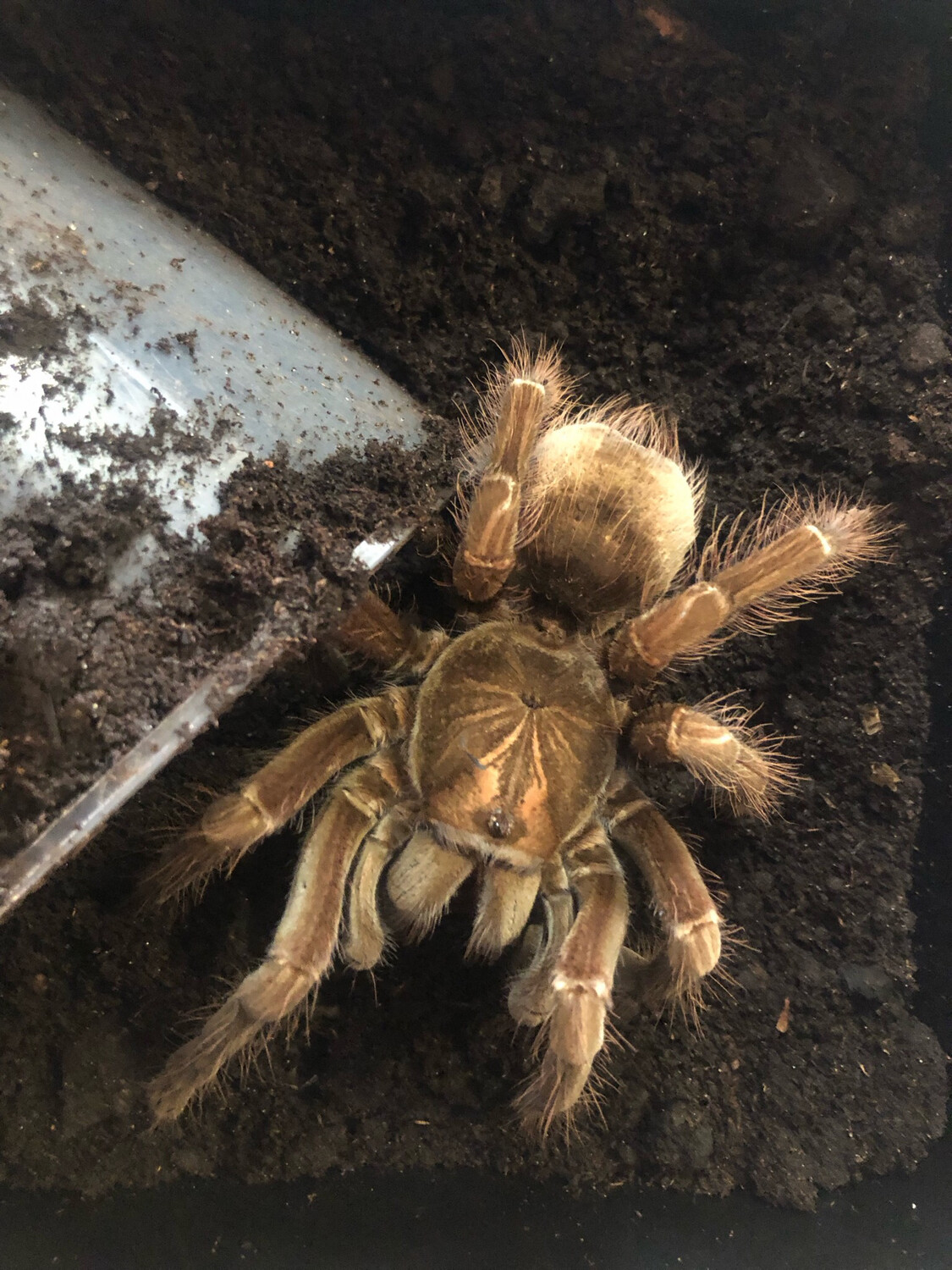 Pamphobeteus sp. South Ecuador (7cm KL)