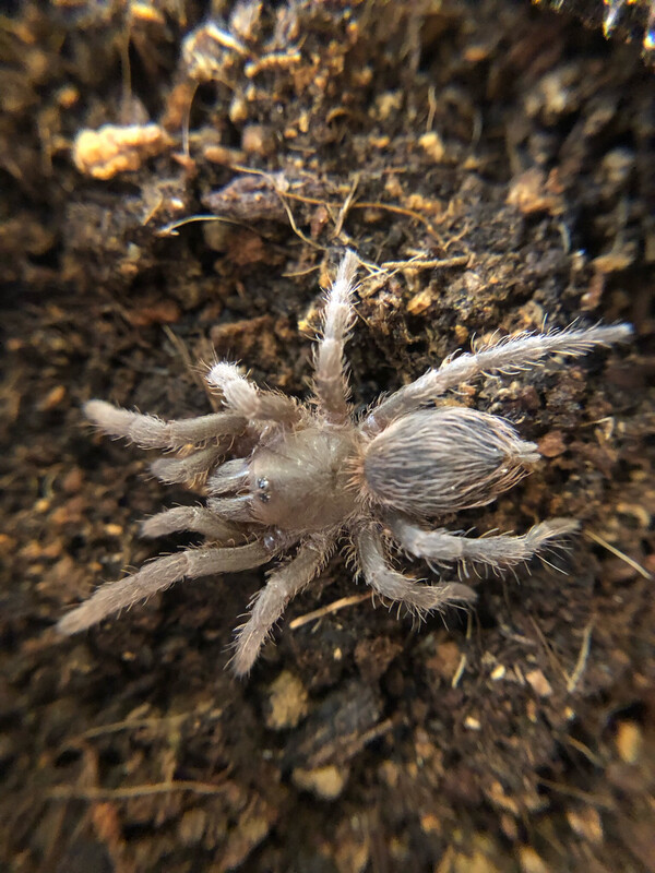 Acanthoscurria sp. maldonadaensis (1,5cm KL)