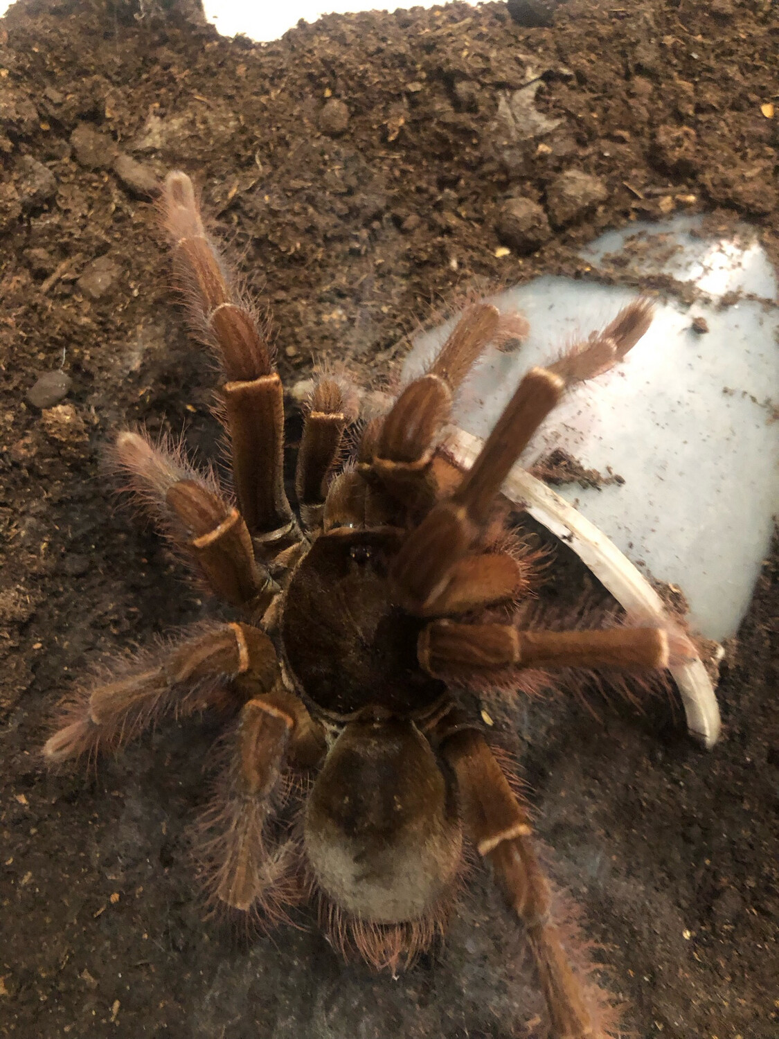 Theraphosa blondi (RH 8/23)