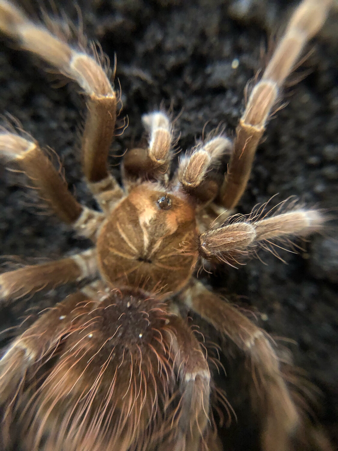 Pamphobeteus cf. nigricolor (6cm KL)