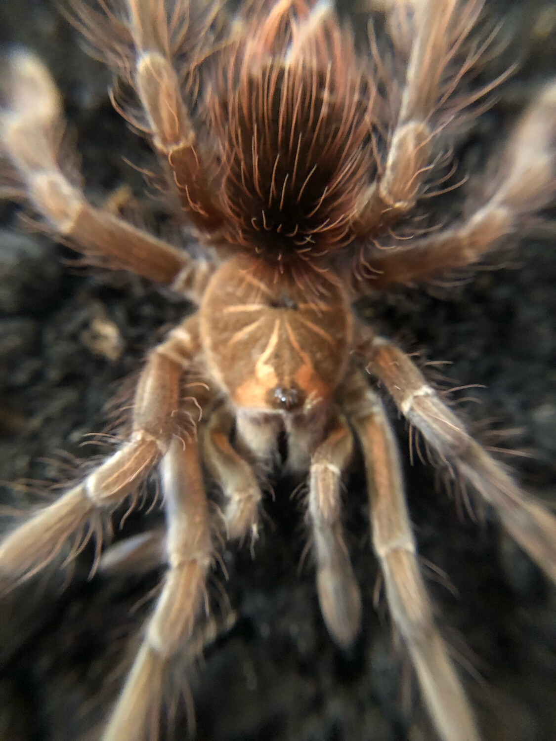 Pamphobeteus cf. nigricolor (4cm KL)