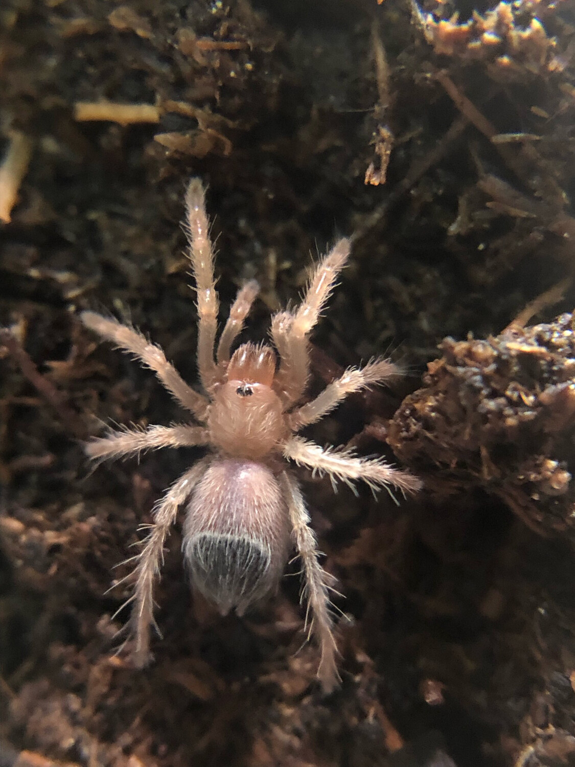 Brachypelma boehmei (1,5cm KL)