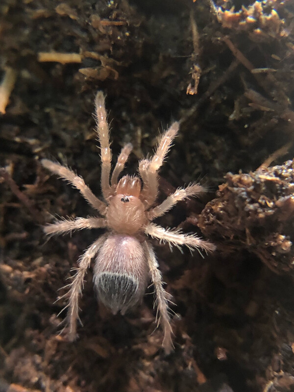 Brachypelma boehmei (1,5cm KL)