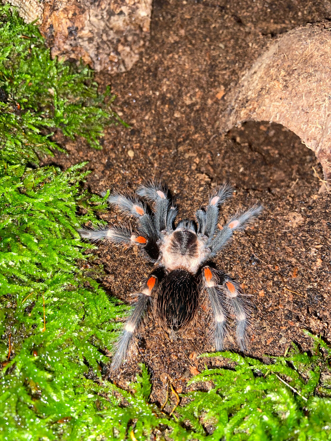 Brachypelma auratum (4cm KL)