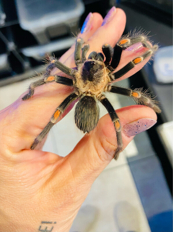 Brachypelma auratum (2,5cm KL)