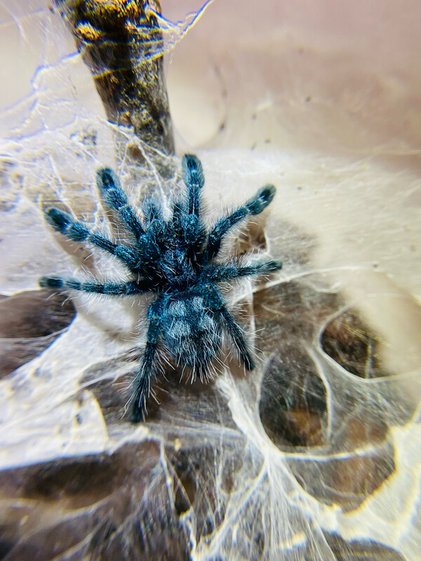 Caribena versicolor (2,5cm KL DNZ 4/24)