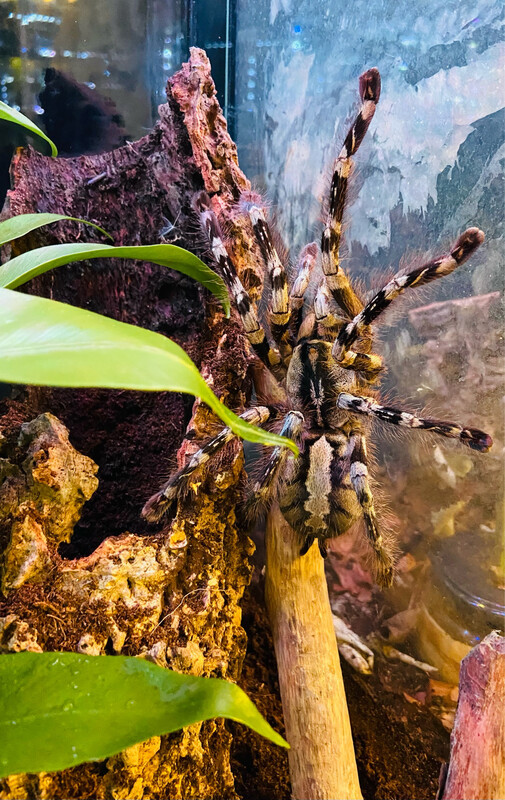 Poecilotheria striata (6cm KL)