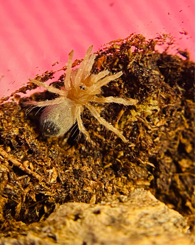 Aphonopelma moderatum (1cm KL)