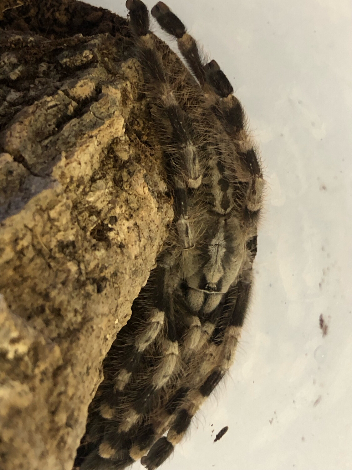 Poecilotheria miranda (3,5cm KL)