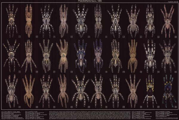 Poecilotheria Vogelspinnen Gattung 61×91 cm Poster