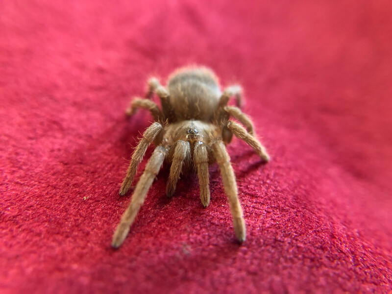 Acanthoscurria theraphosoides (2,5cm KL)