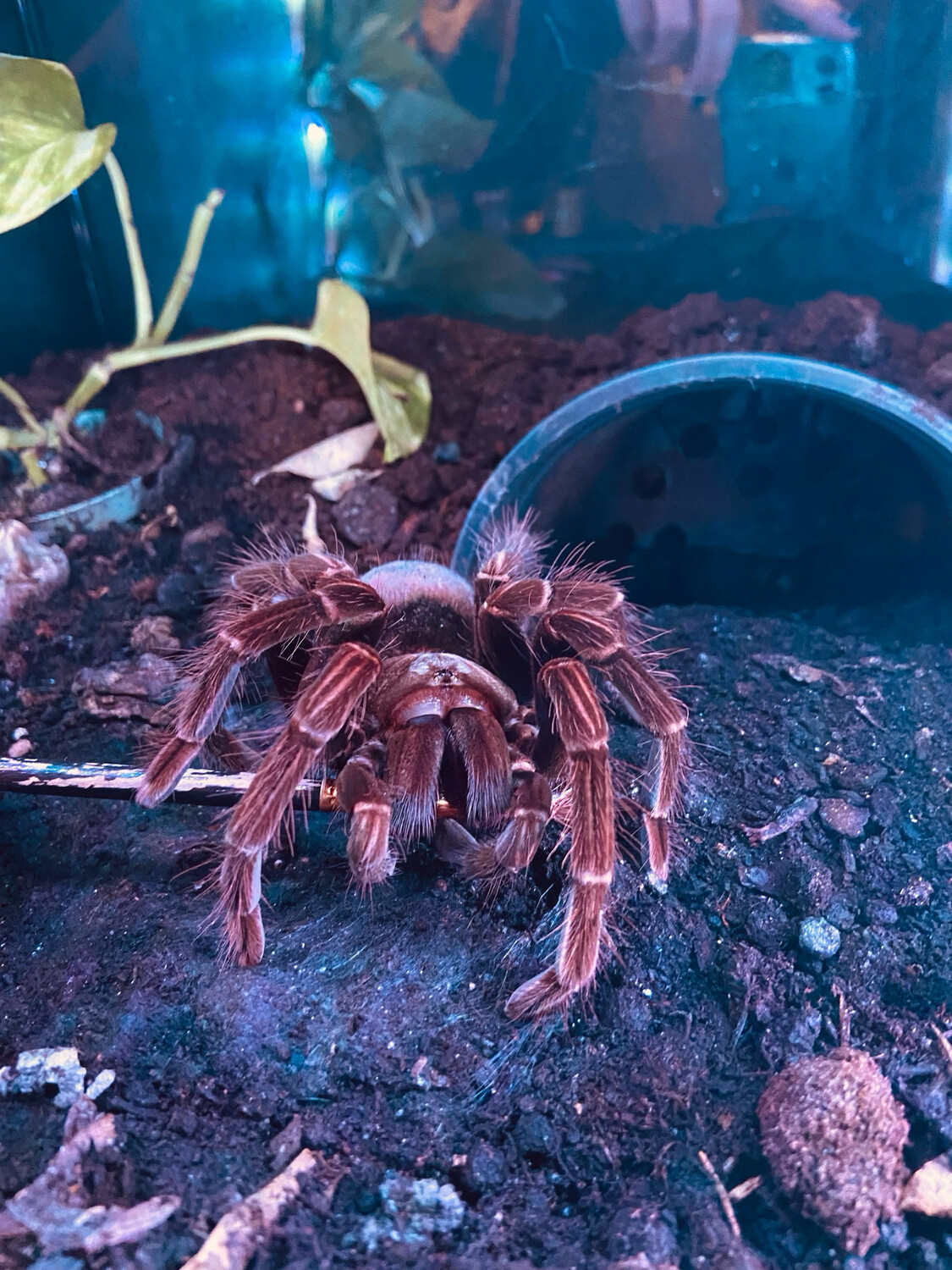 Pamphobeteus sp. tigris (adult 7,5cm KL)