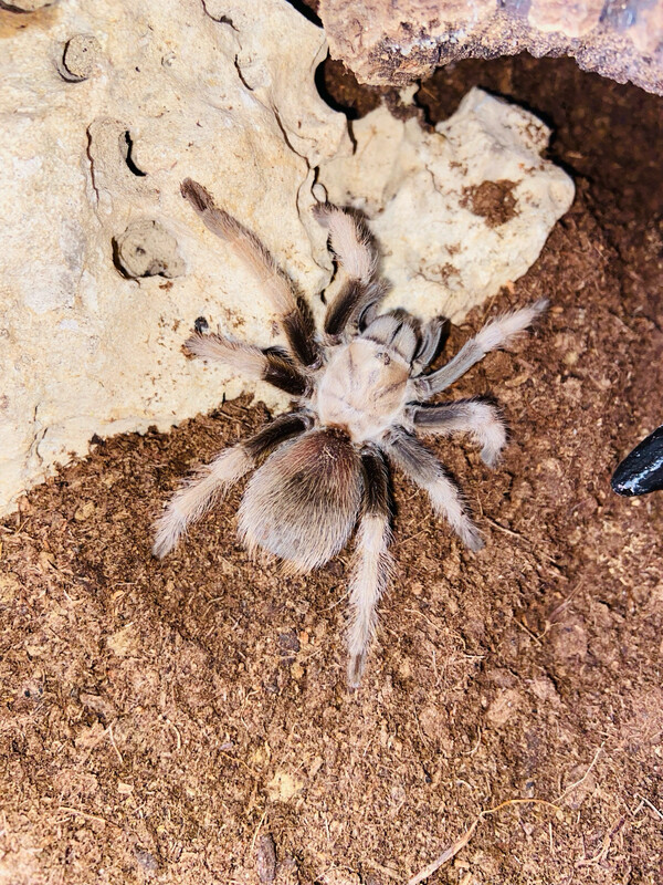 Aphonopelma chalcodes (3,5cm KL)