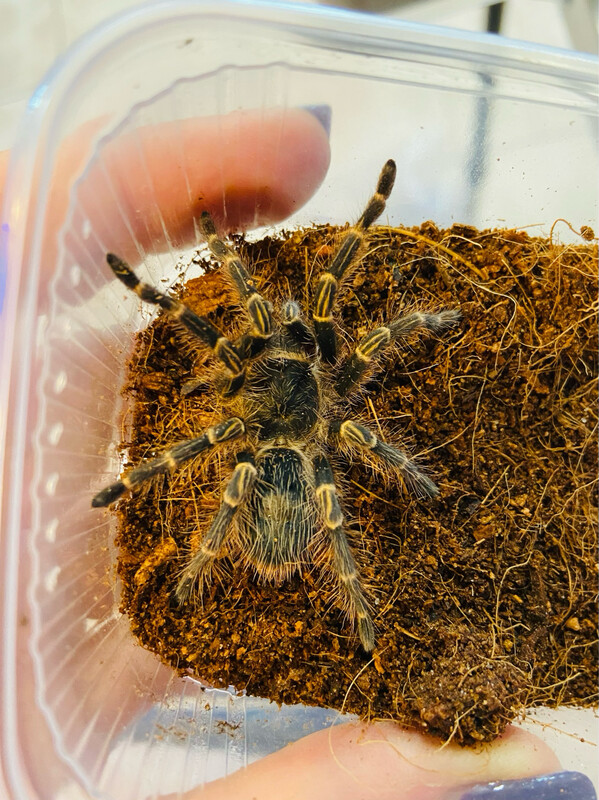 Grammostola pulchripes (2,5cm KL)