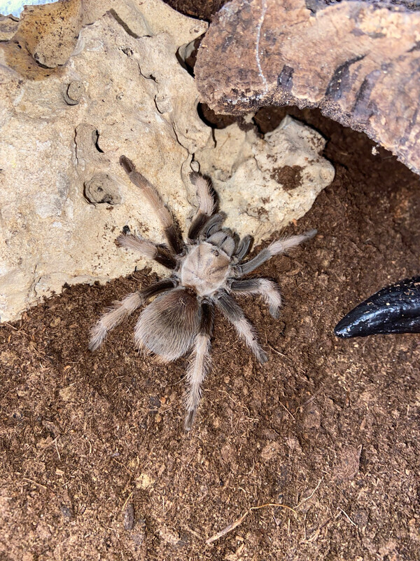Aphonopelma chalcodes (5cm KL)