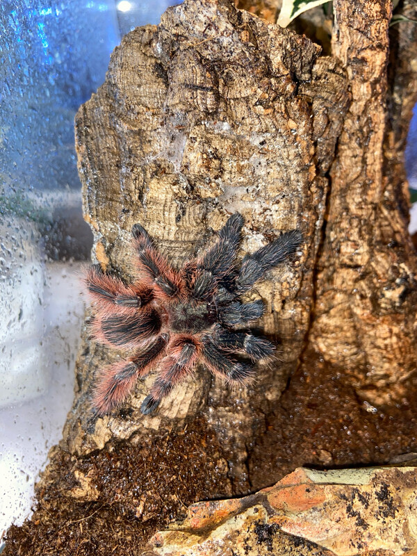 Psalmopoeus victori (4cm KL)