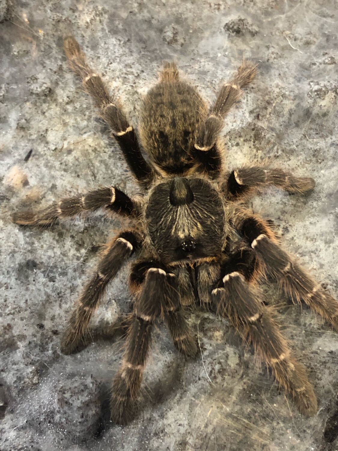 Ceratogyrus darlingi (4cm KL)