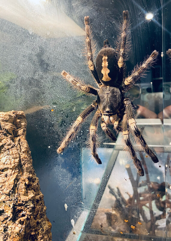 Poecilotheria sp. lowland (6,5cm KL)