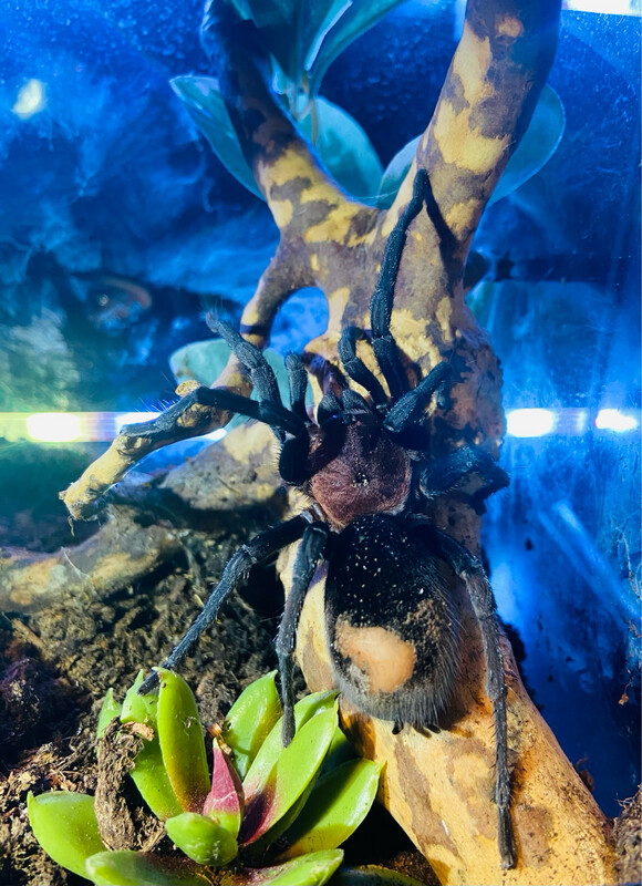 Bumba horrida (ex cabocla) (3cm KL)