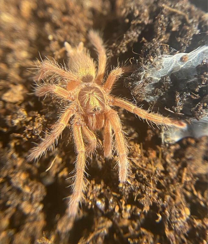 Neoholothele incei gold (RH 9/25)