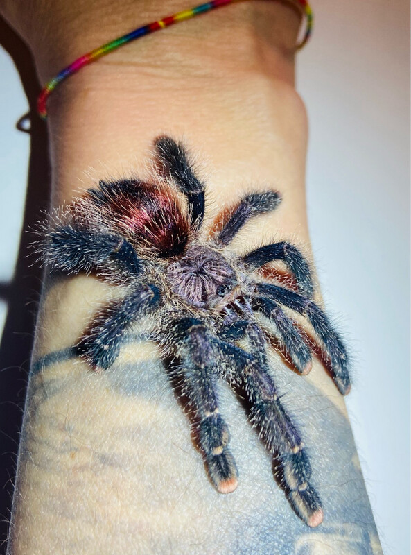 Avicularia juruensis morph 2 (2,5cm KL)