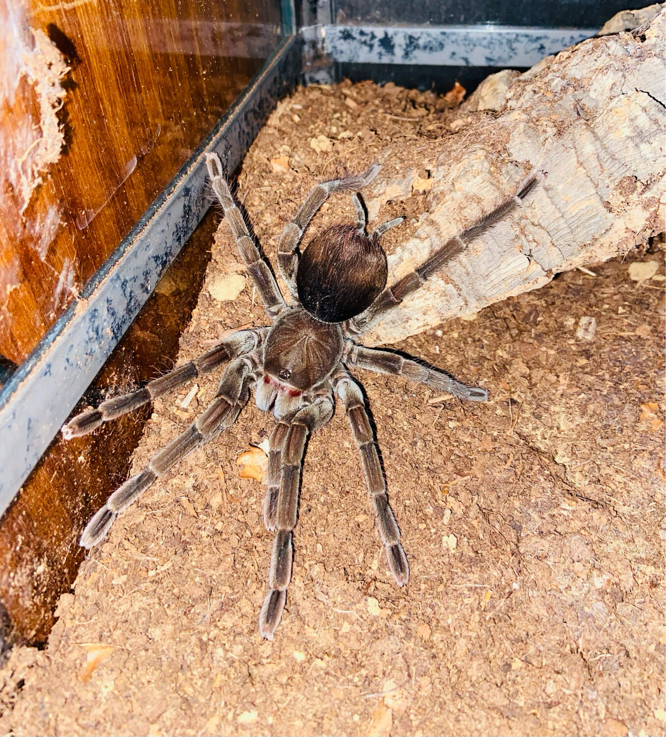 Pamphobeteus sp. manabi (5cm KL)