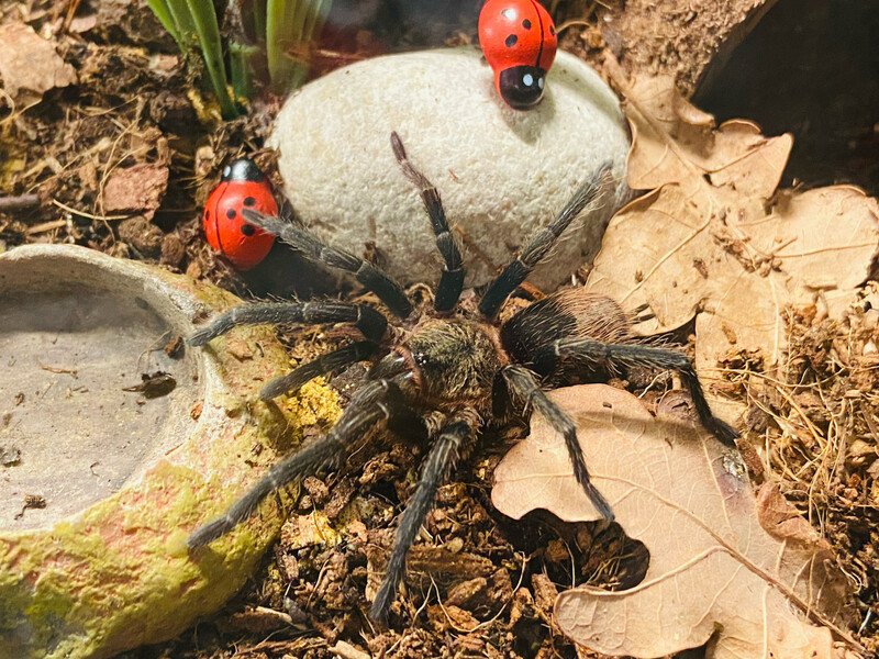 Thrixopelma sp. sullana (RH 01/25) [von 10/2019]