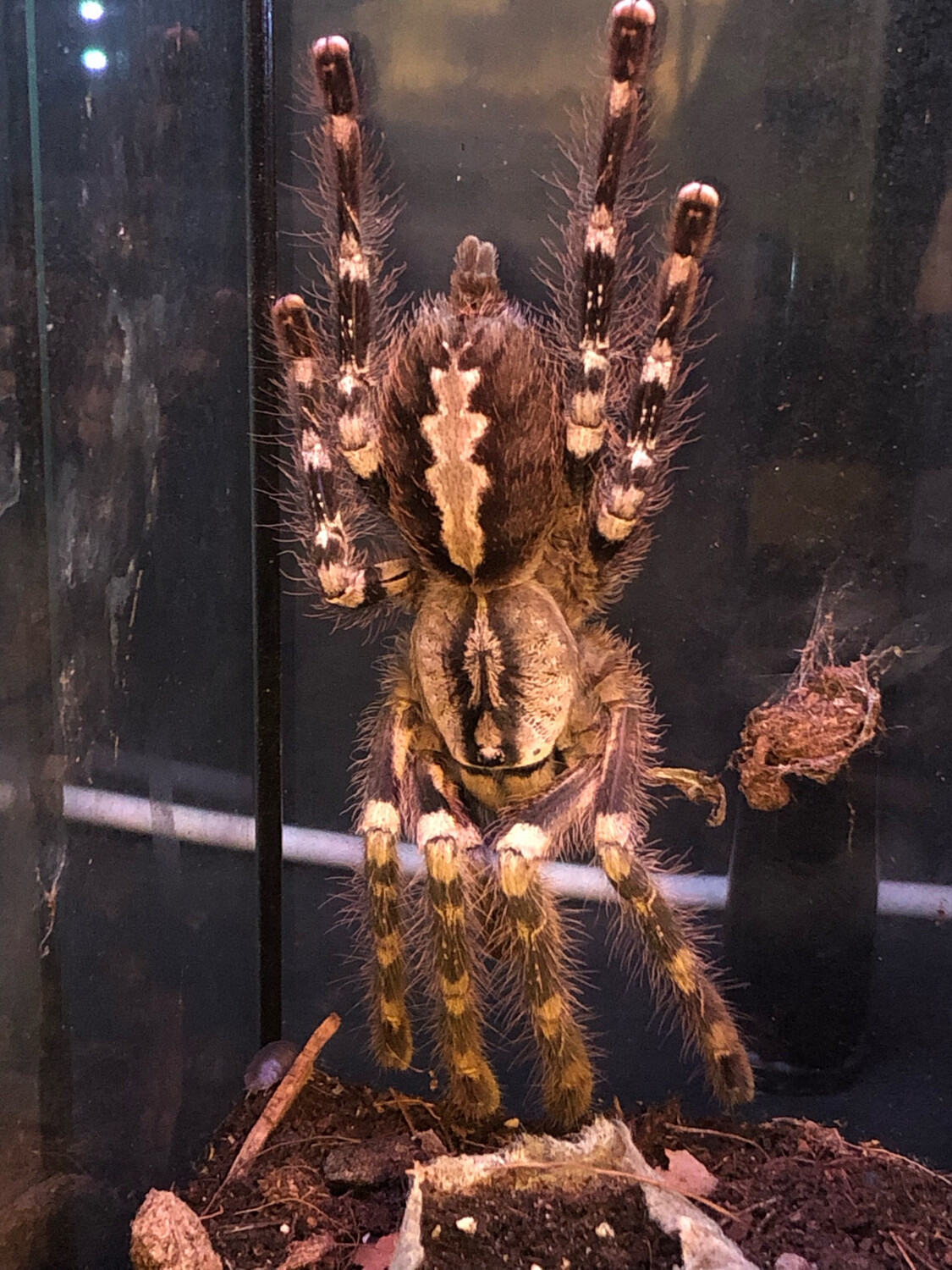 Poecilotheria fasciata (4cm KL)