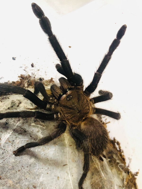 Orphnaecus sp. blue Quezon (4,5cm KL)