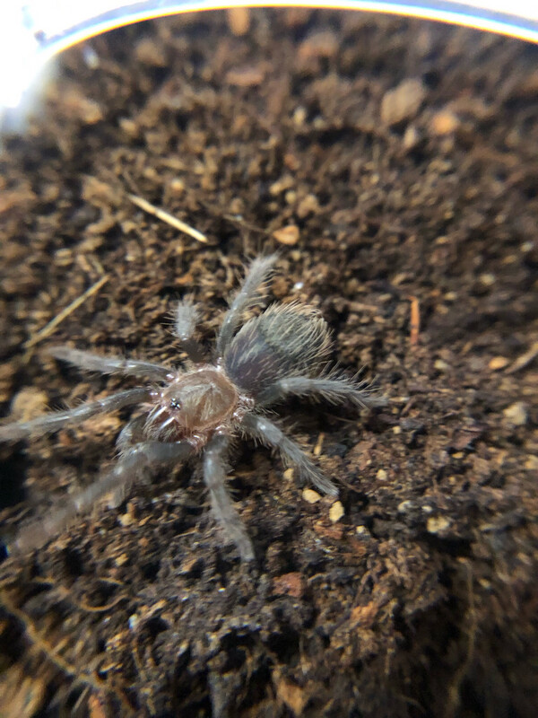 Tliltocatl albopilosum nicaragua (2cm KL)