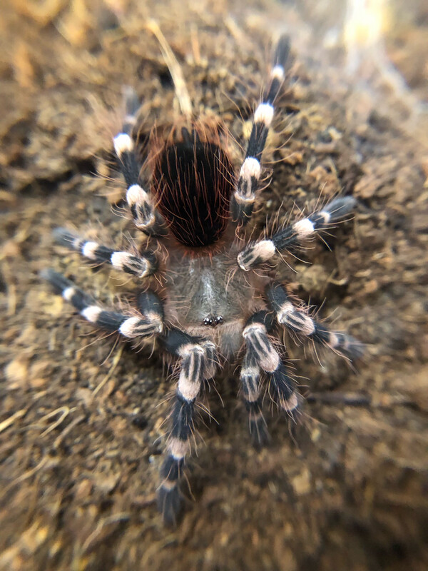 Acanthoscurria geniculata (2cm KL)
