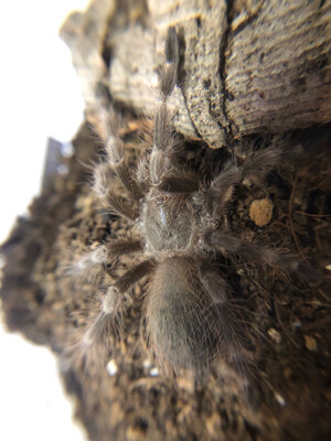 Nhandu tripepii (4cm KL)