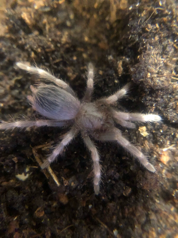 Vitalius chromatus (2,5cm KL)