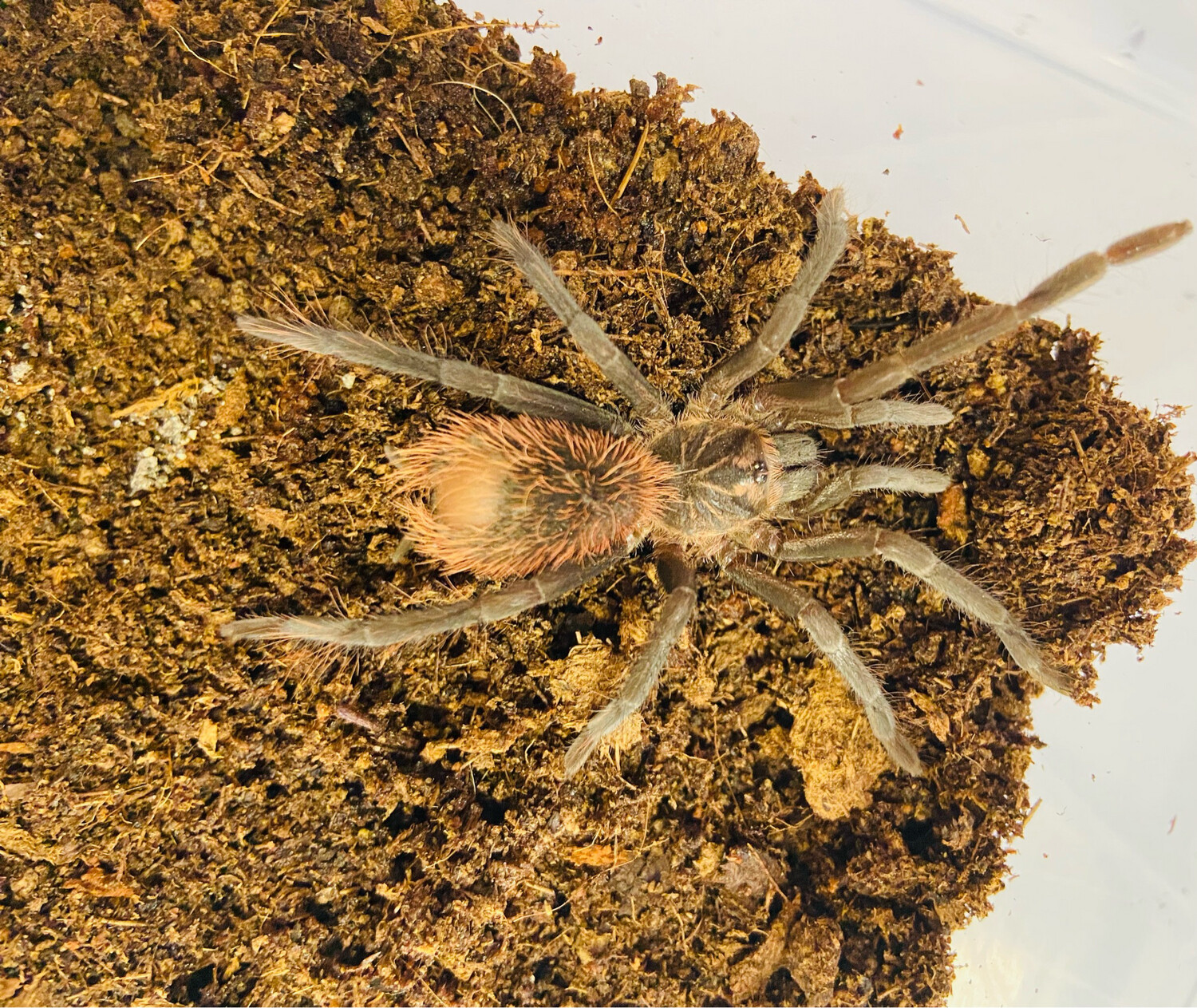 Xenesthis immanis (3cm KL)