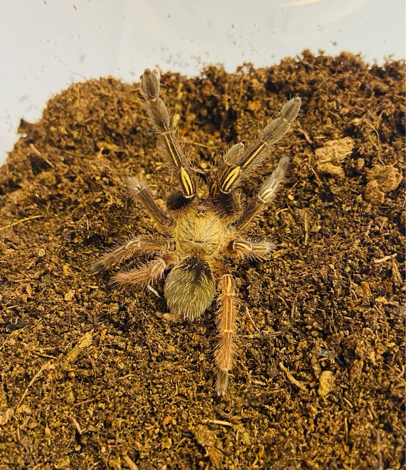 Ephebopus murinus (2cm KL)