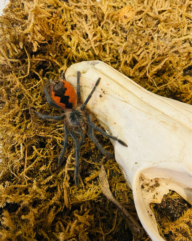 Pamphobeteus cascada (3cm KL)