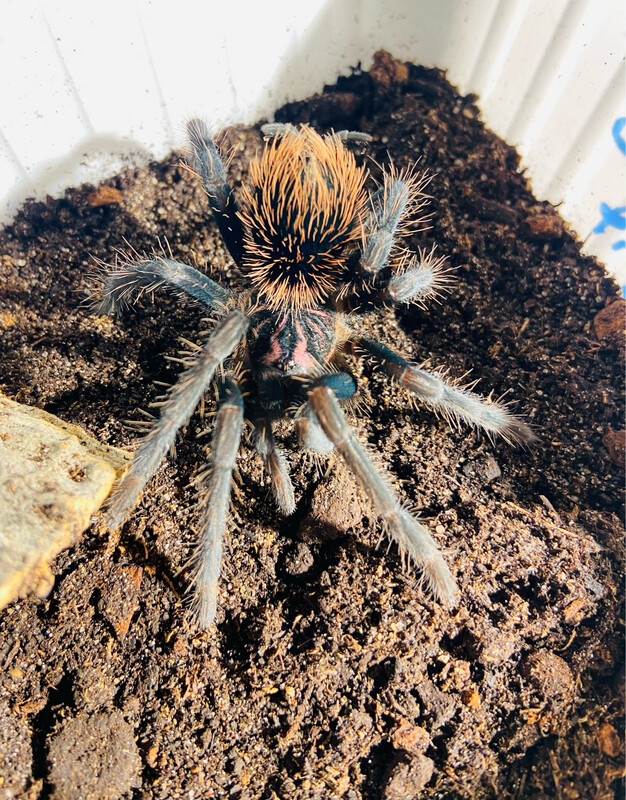 Xenesthis sp. bright (4cm KL)