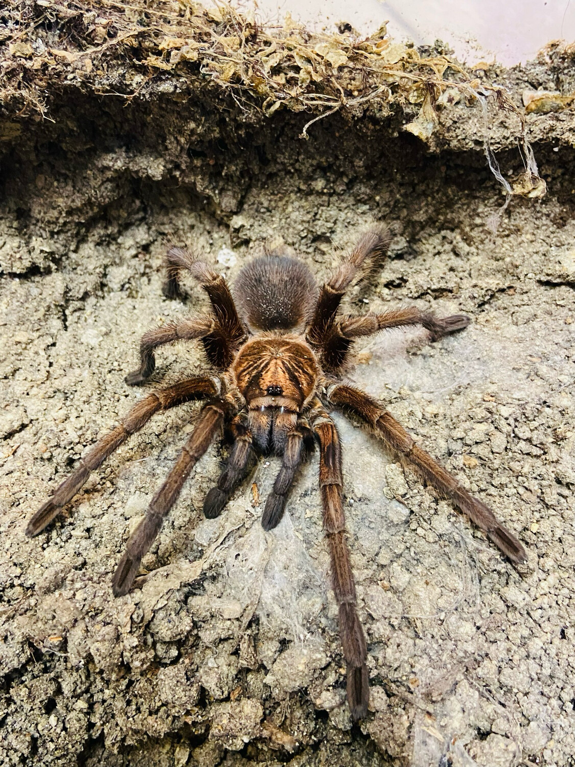 Phormictopus cancerides (4cm KL)