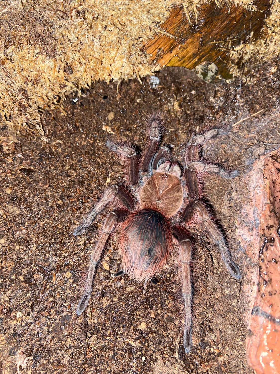 Theraphosa apophysis (5cm KL)