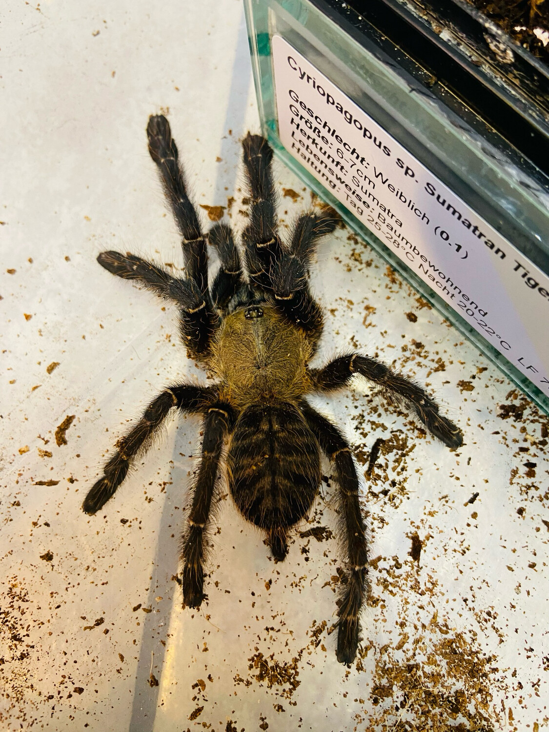 Cyriopagopus sp. Sumatran Tiger (1,5cm KL)