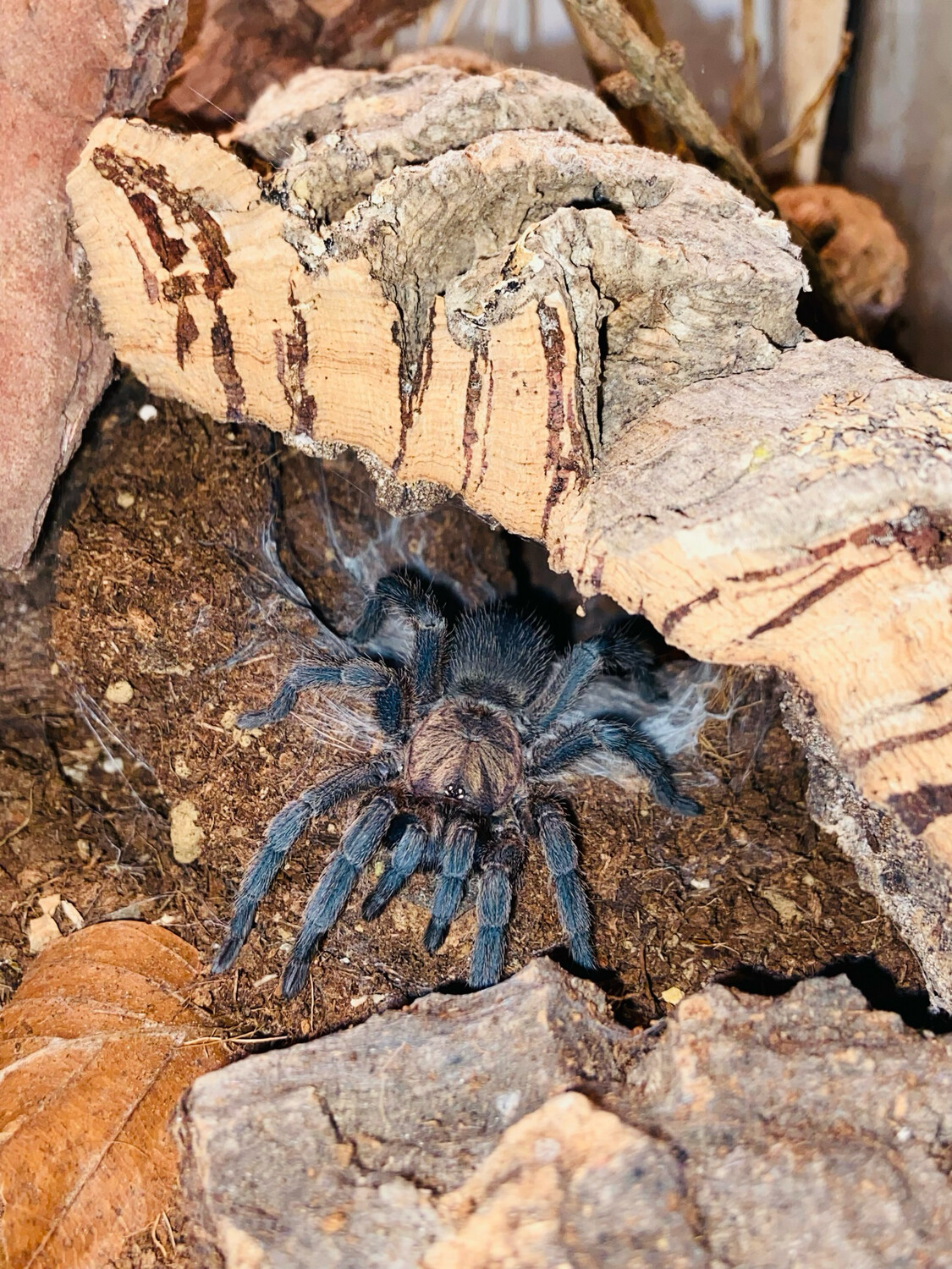 Chaetopelma olivaceum (4cm KL)